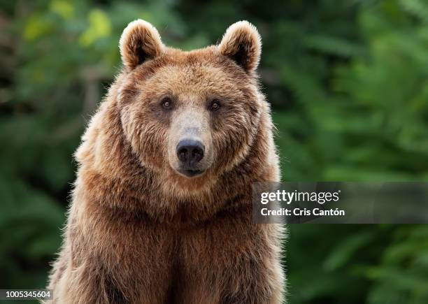 grizzly bear - bear foto e immagini stock