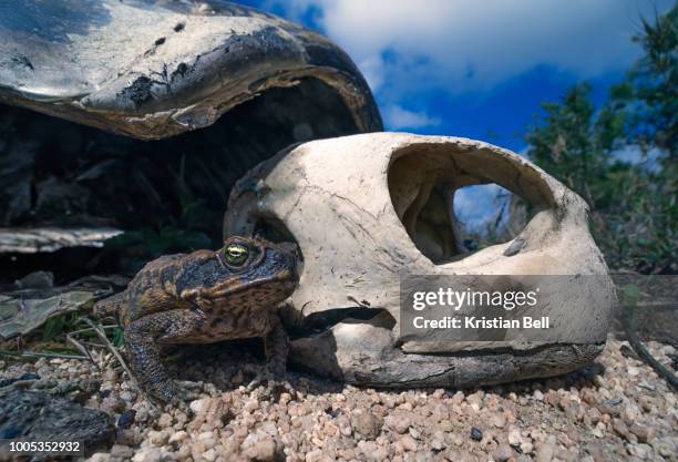 Toad With Turtle Shell 142 Cane Toad Australia Stock Photos, High-Res Pictures, and Images ...