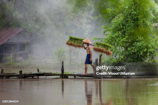 farmers are planting rice in paddy fields during the rainy season - rainy season stock pictures, royalty-free photos & images