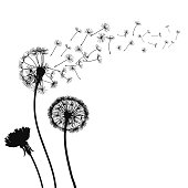 Abstract black Dandelions, dandelion with flying seeds – for stock