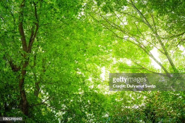 beautiful nature at morning in misty spring forest with sun - lush foliage ストックフォトと画像