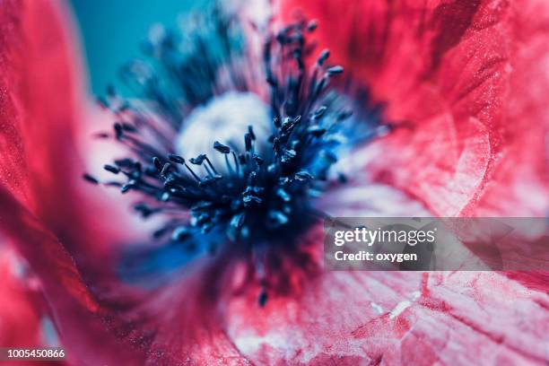 extreme macro of a red poppy flower - extreme close up fotografías e imágenes de stock