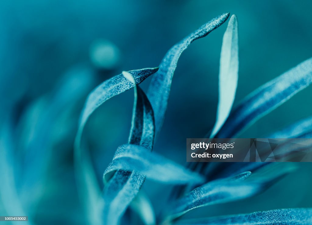 Abstract aquamarine Leaf Background