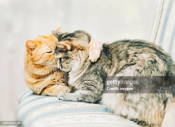 one cat grooming another cat on chair - cute animals cuddling stock pictures, royalty-free photos & images