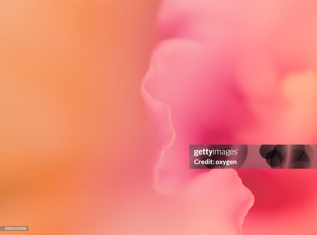 Abstract macro flower background