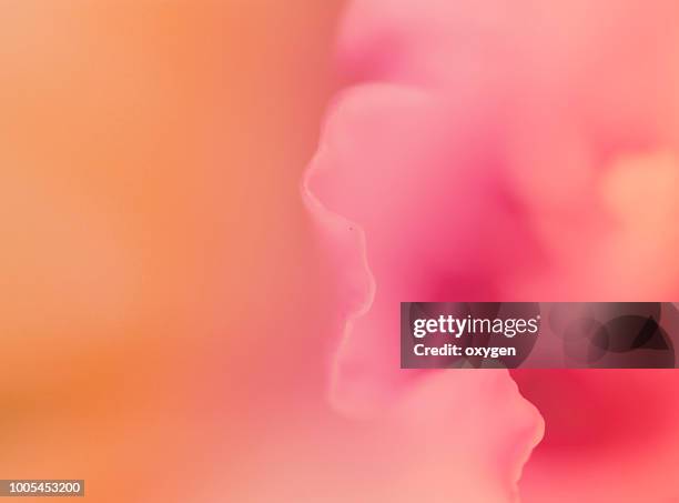 abstract macro flower background - color image photos stock pictures, royalty-free photos & images