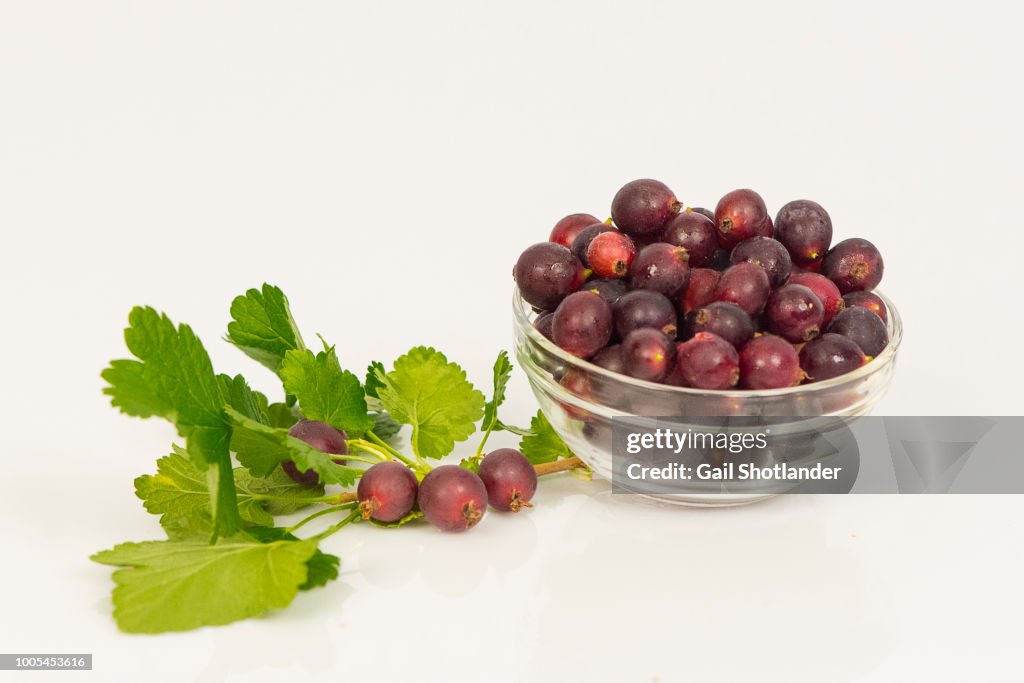 Jostaberry Bowl