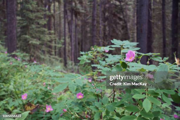 Roses In Forest 47 Alberta Wild Rose Stock Photos, High-Res Pictures, and Images ...