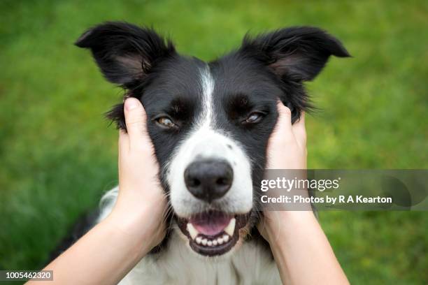 young girl holding head of a beautiful border collie dog - border collie stock-fotos und bilder