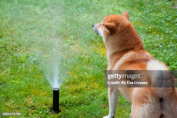 shiba inu dog cooling down under a lawn sprinkler - akita inu fotografías e imágenes de stock