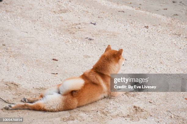 shiba inu dog lying in the sand - 尾 ストックフォトと画像