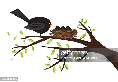 354 Bird Nest Cartoon Photos and Premium High Res Pictures - Getty Images 354 Bird Nest Cartoon Photos and Premium High Res Pictures - Getty Images