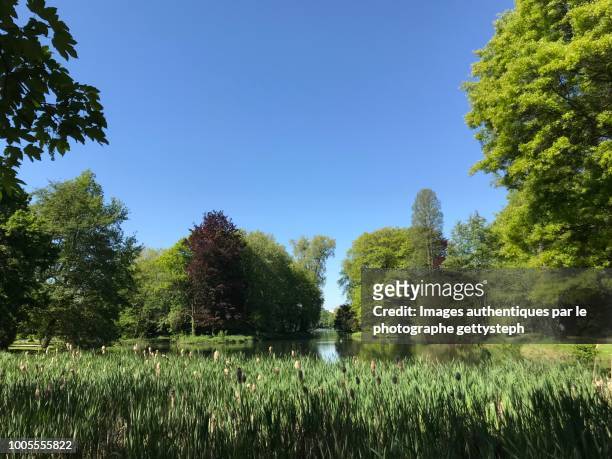 the abundance reed area in front of lake in middle luxuriant nature in springtime - antwerp belgium stock pictures, royalty-free photos & images