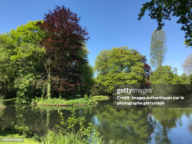 the lush foliage of trees reflecting on water mirror - antwerp belgium stock pictures, royalty-free photos & images