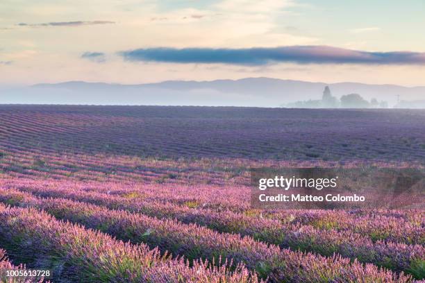 landscape: scenic lavender field, provence, france - french landscape stock pictures, royalty-free photos & images