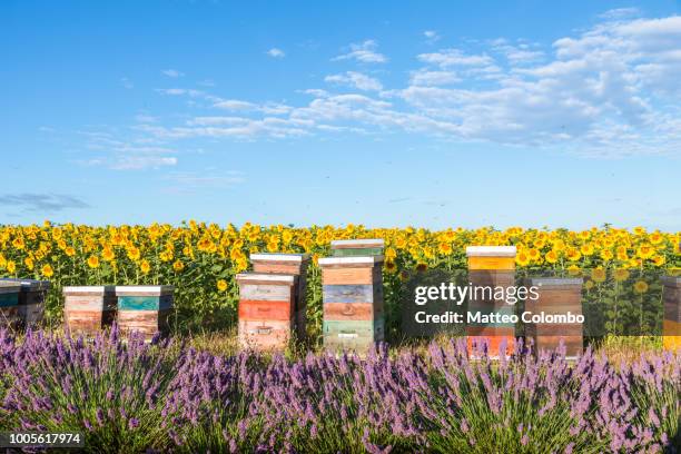 beekeeping hives in provence, france - apicoltura foto e immagini stock