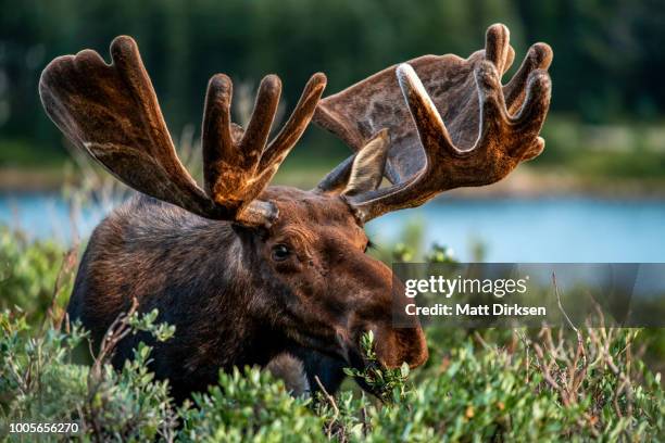 High Resolution Moose 550 Colorado And Moose Stock Photos, High-Res Pictures, and Images ...