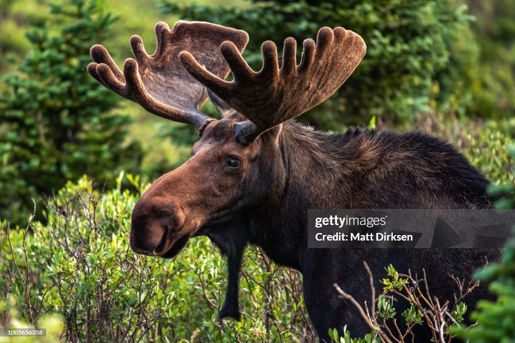 Colorado Bull Moose