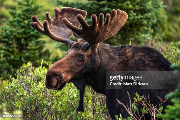 colorado bull moose - bull moose stock pictures, royalty-free photos & images