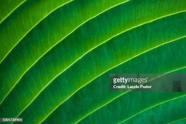 hosta leaf - 葉脈 ストックフォトと画像