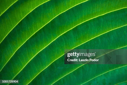 Hosta leaf Hosta leaf