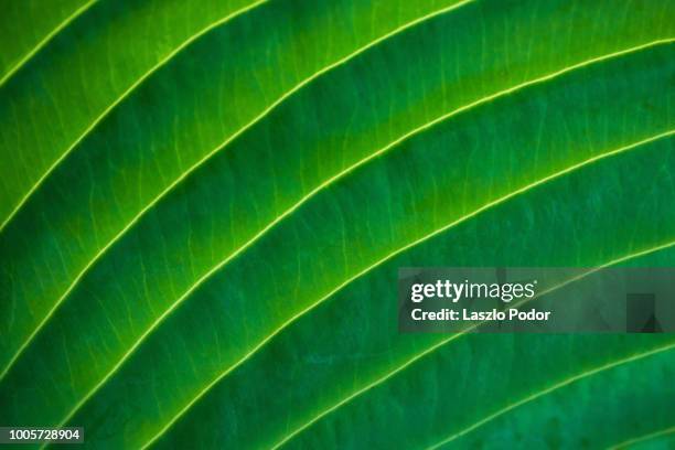 hosta leaf - leaf vein stock pictures, royalty-free photos & images