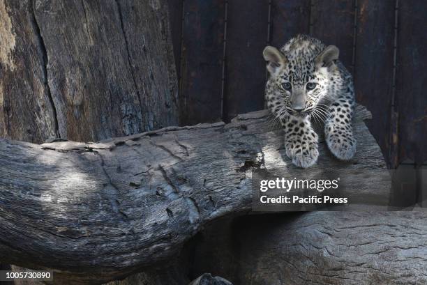 The baby Persian leopard pictured in his enclosure at Madrid zoo. He was born on last April after of 3 months of gestation, weighing about 0.5...