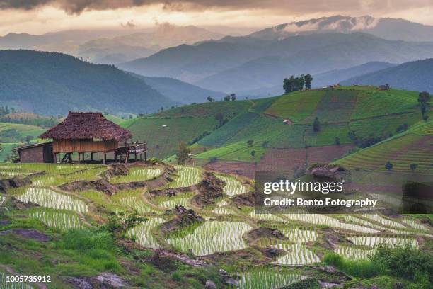 aerial view of ban pa pong piang rice terraces field during plantation in rainy season, chiangmai province of thailand. - ban pa bong piang stock pictures, royalty-free photos & images
