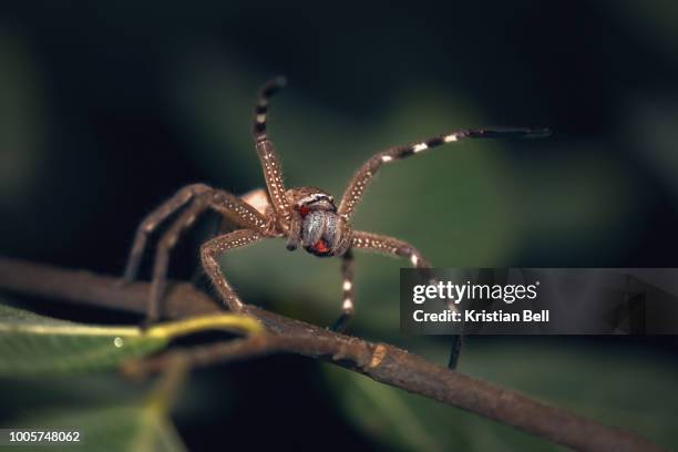 a huntsman spider in a defensive signalling posture on a branch at night - huntsman spider stock pictures, royalty-free photos & images