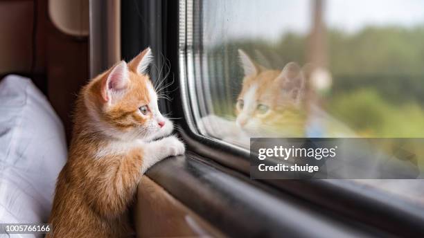 a cat is on the train - train vehicle stockfoto's en -beelden