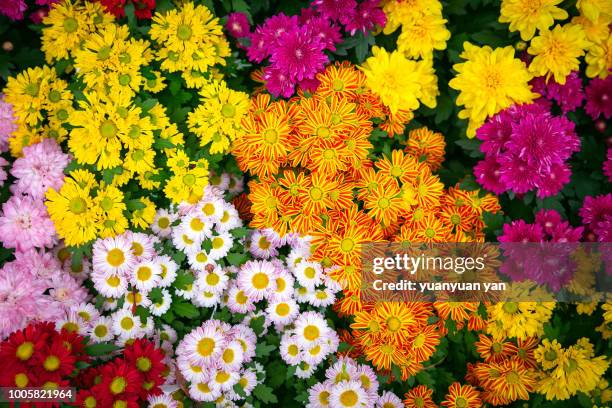 chrysanthemums - chrysanthemum stock pictures, royalty-free photos & images