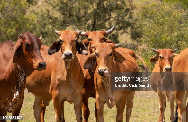 beef cattle - australische herder stock-fotos und bilder