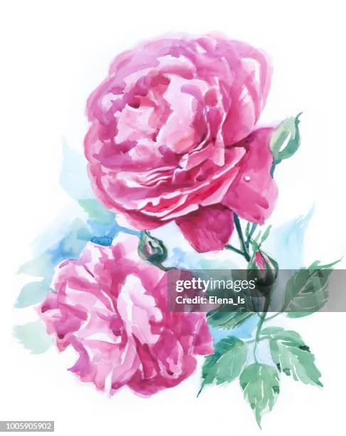 ilustraciones, imágenes clip art, dibujos animados e iconos de stock de dos flores de una rosa sobre un fondo blanco. acuarela - pétalos de rosa