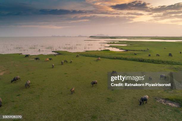 sunset scene aerial view of buffalo in the meadow thailand,pattalung , thale noi - domestic water buffalo stock-fotos und bilder
