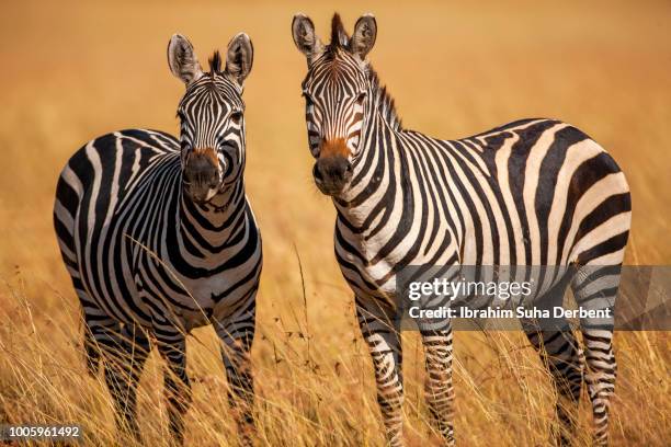 two zebras standing and looking to the camera - zebra stock pictures, royalty-free photos & images