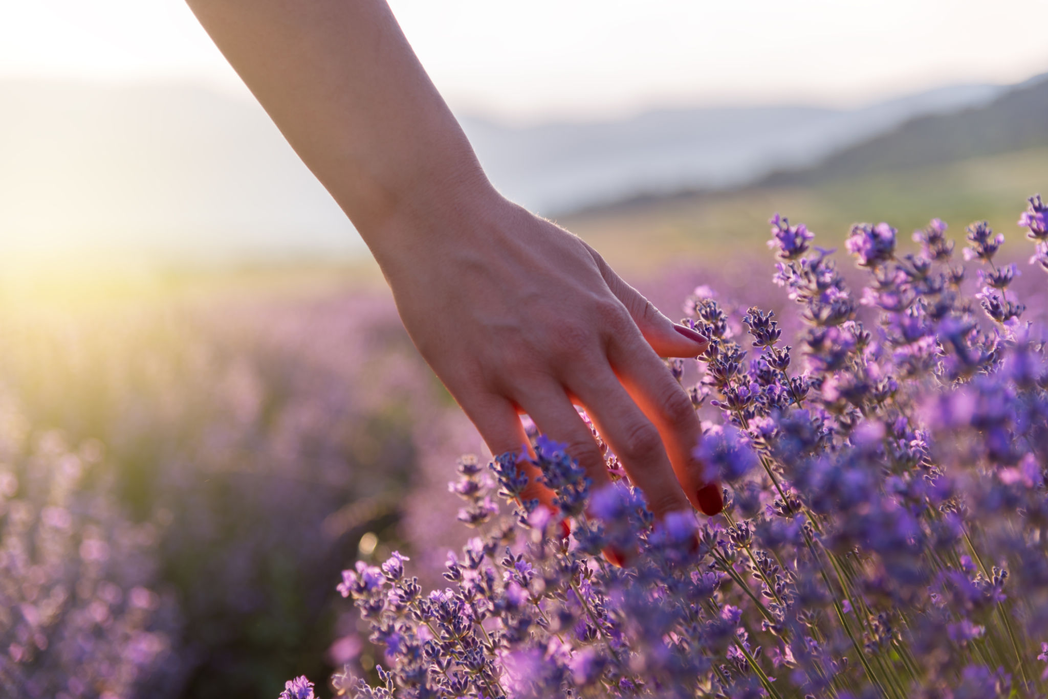 herbs stress relief