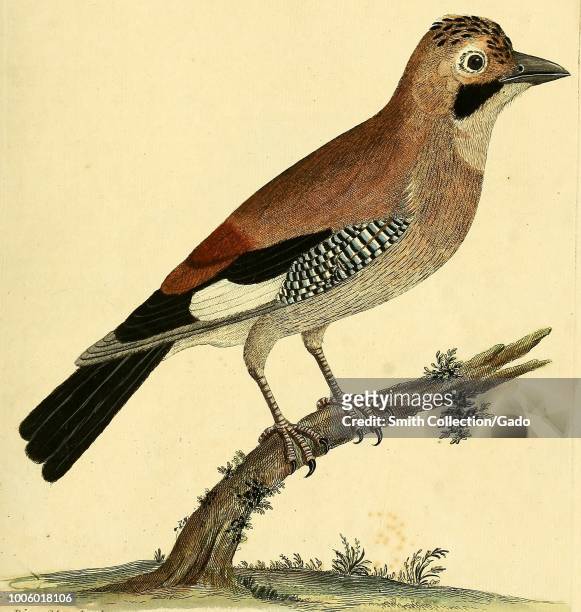 Color print of a Eurasian jay with black, white, blue, and brown plumage and a short black beak, published in "A Natural History of Birds:...