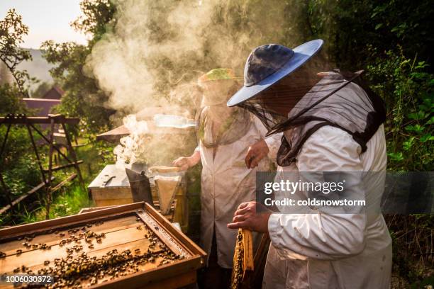 beekeepers at work collecting honey outdoors - apiculture stock pictures, royalty-free photos & images