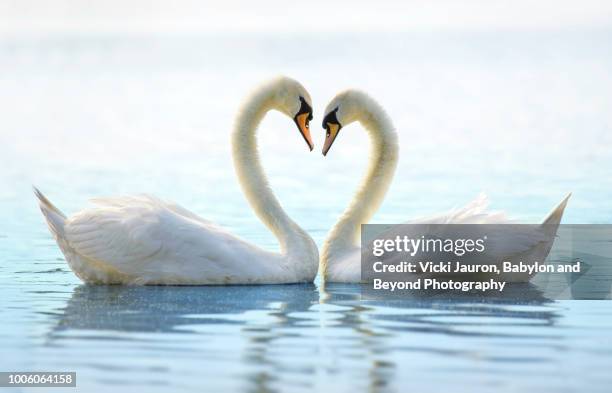 two romantic swans making a heart at babylon long island - mute swan stock pictures, royalty-free photos & images