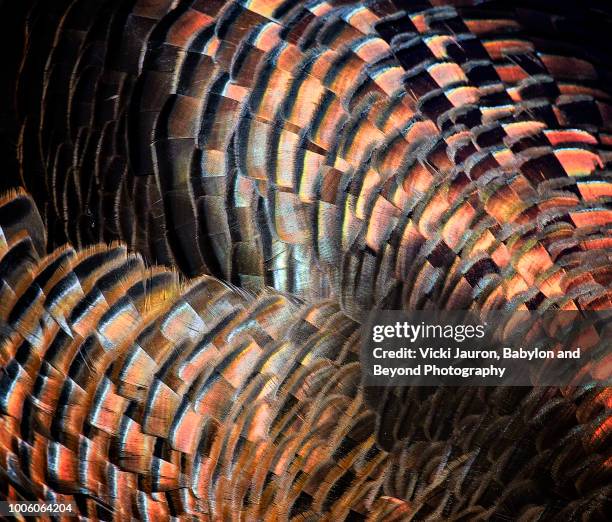 close up of beautiful turkey feather details - turkey feathers stock pictures, royalty-free photos & images