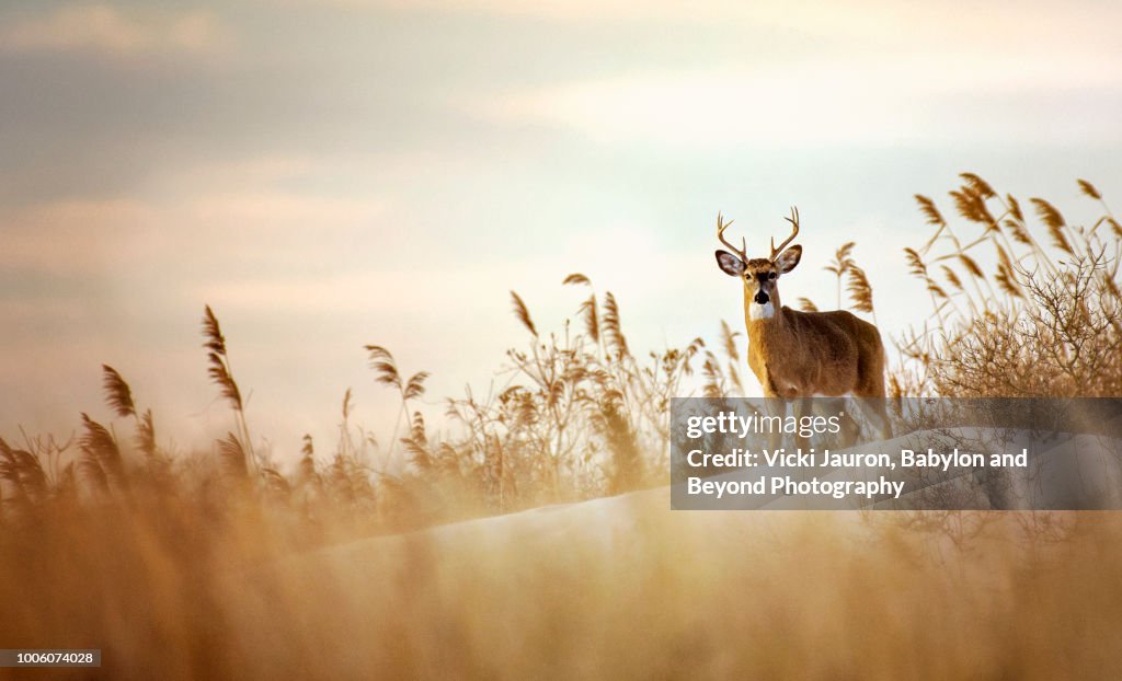 Beautiful Buck White Tailed Deer on the Dunes at Robert Moses State Park