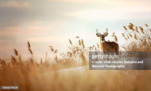 beautiful buck white tailed deer on the dunes at robert moses state park - white tailed deer stock pictures, royalty-free photos & images