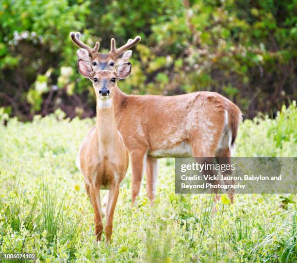 two deer standing in funny formation at elizabeth morton nature reserve - deer eye stockfoto's en -beelden