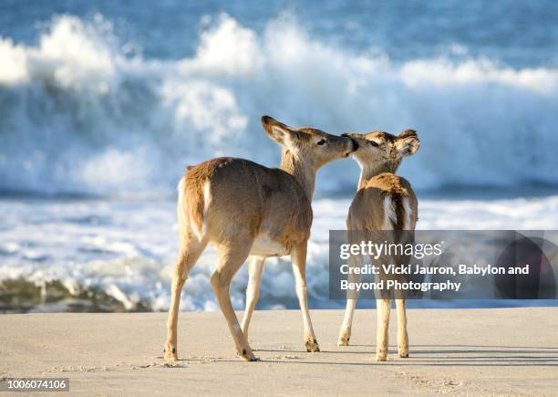 two deer kissing on the beach at robert moses state park - deer family stockfoto's en -beelden