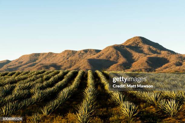 a field of blue agave in jalisco mexico - jalisco state stock pictures, royalty-free photos & images