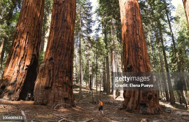 sequoia national park - sequoia stockfoto's en -beelden