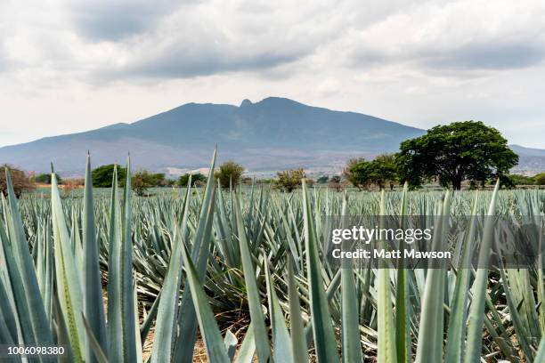 a field of blue agave in jalisco mexico - blue agave stock-fotos und bilder