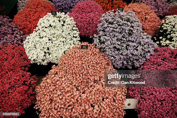 Diascia are presented at the annual Chelsea flower show on May 25, 2010 in London, England. The Royal Horticultural Society flagship flower show has...