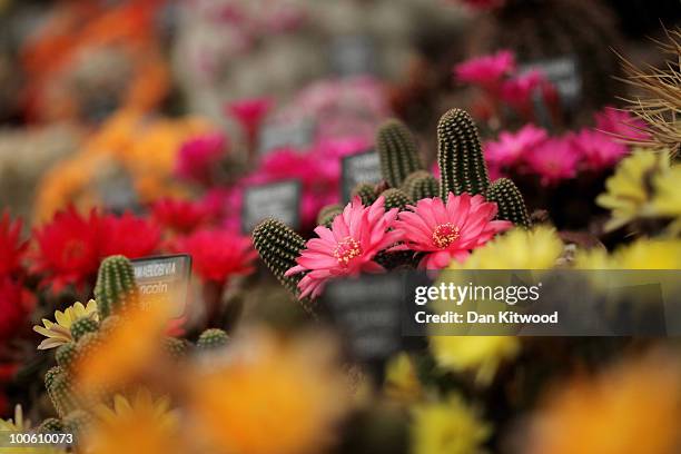 Cacti are presented at the annual Chelsea flower show on May 25, 2010 in London, England. The Royal Horticultural Society flagship flower show has...