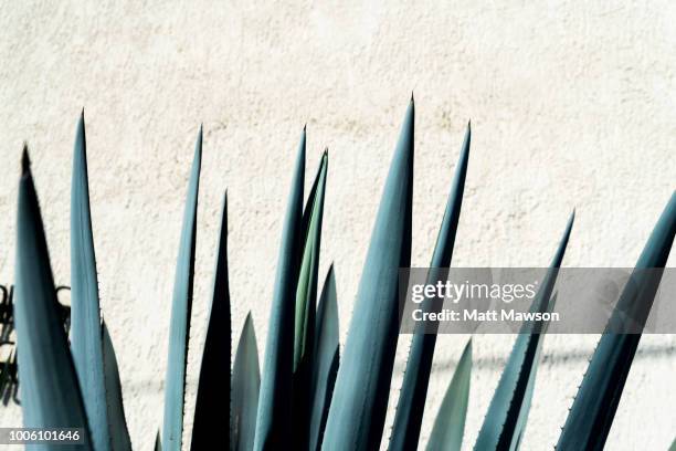 detail of blue agave in jalisco mexico - tequila mexico stock pictures, royalty-free photos & images